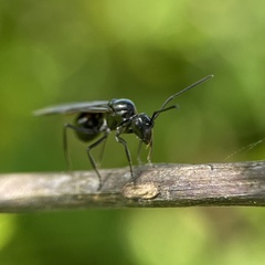 Polyrhachis