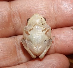 Raorchestes ponmudi