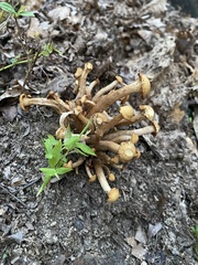 Desarmillaria caespitosa