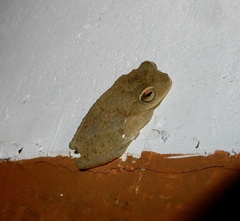 Raorchestes ponmudi