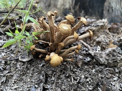 Desarmillaria caespitosa