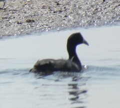 Fulica cristata