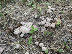 Lycoperdon perlatum