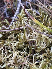 Pleurozium schreberi