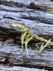 Pleurozium schreberi