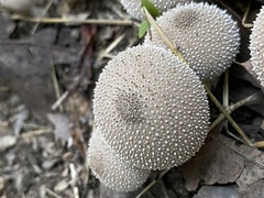 Lycoperdon perlatum