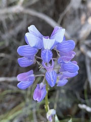 Lupinus