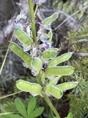Lupinus