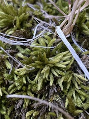 Climacium dendroides