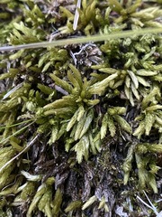 Climacium dendroides