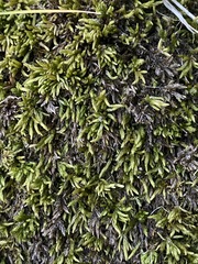 Climacium dendroides