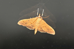 Pyraustini