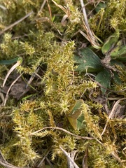 Rhytidiadelphus squarrosus