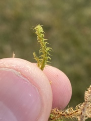 Rhytidiadelphus squarrosus