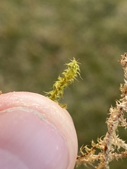 Rhytidiadelphus squarrosus