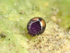 Serangium maculigerum