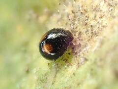 Serangium maculigerum