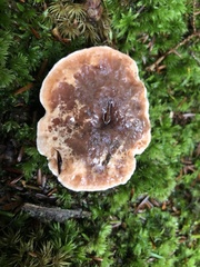 Hydnellum peckii