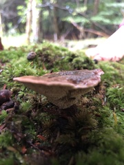 Hydnellum peckii