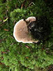 Hydnellum peckii