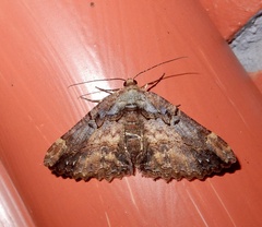 Dasyboarmia delineata