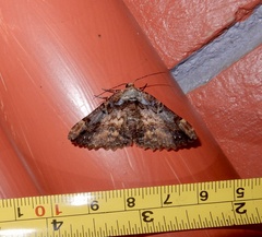Dasyboarmia delineata