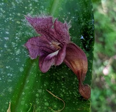 Podranea ricasoliana