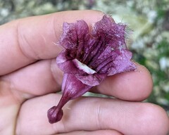 Podranea ricasoliana