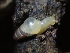 Subulina octona