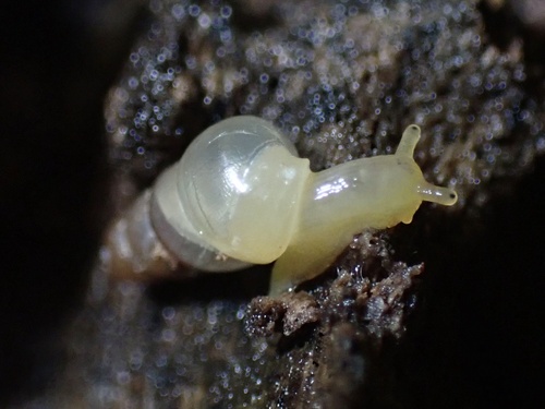 Subulina octona observed 2022-09-13