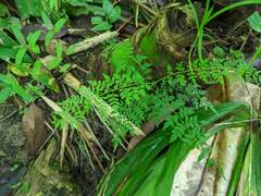 Phyllanthus