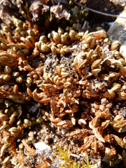 Selaginella densa scopulorum