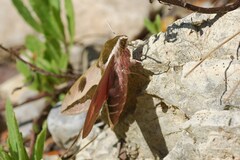 Hyles nicaea