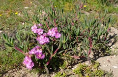 Ruschia langebaanensis