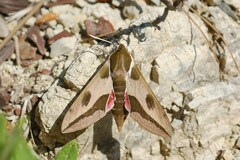 Hyles nicaea