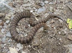 Gloydius intermedius