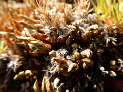 Selaginella densa scopulorum