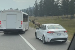 Cervus canadensis canadensis