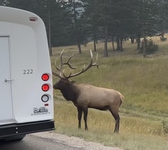 Cervus canadensis canadensis