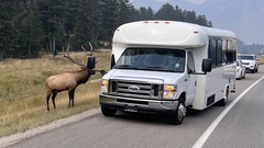 Cervus canadensis canadensis