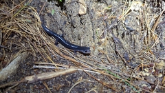 Plethodon