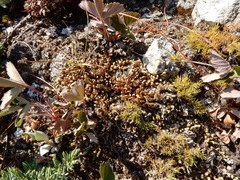Selaginella densa scopulorum