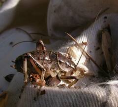 Cyphoderris monstrosa