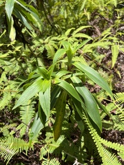 Dubautia raillardioides