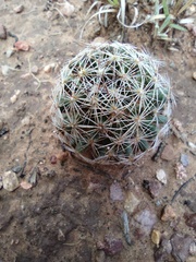 Escobaria vivipara arizonica