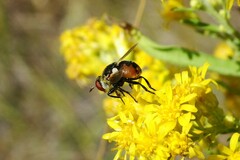 Gymnosoma