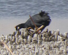 Fulica cristata