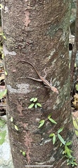 Anolis