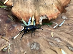 Nicrophorus defodiens