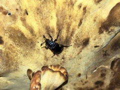Nicrophorus defodiens